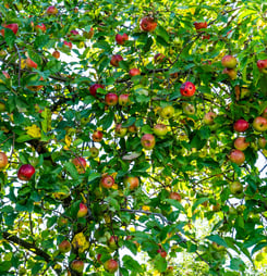national sugarbee apple day