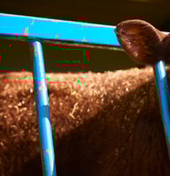 National Veal Ban Action Day