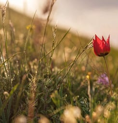 national wildflower week