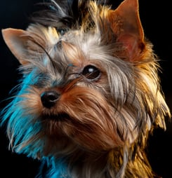 National Yorkie Day