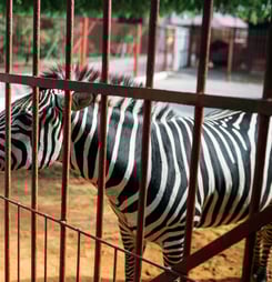national zoo awareness day