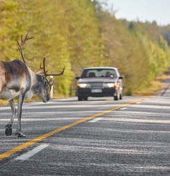 National Roadkill Day