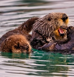 sea otter awareness week