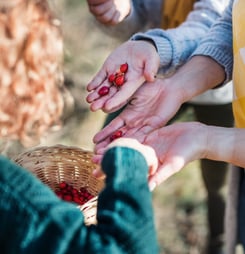seed gathering season