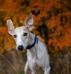 National Whippet Day