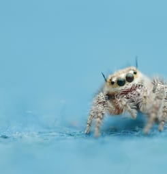 International Jumping Spider Day
