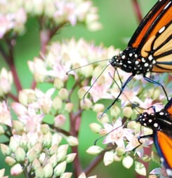 start seeing monarchs