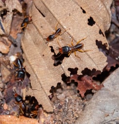 termite awareness week