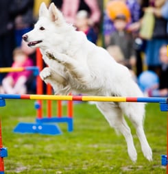 the national dog show