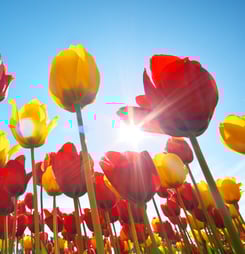 National Tulip Day