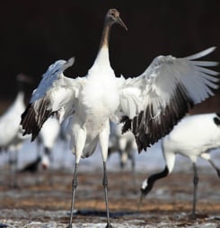 whooping crane festival