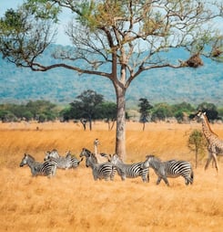 International Wildlife Film Week