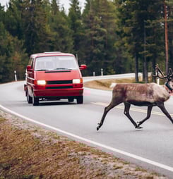 world animal road accident awareness day