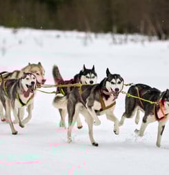 yukon quest