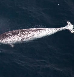 National Narwhal Day