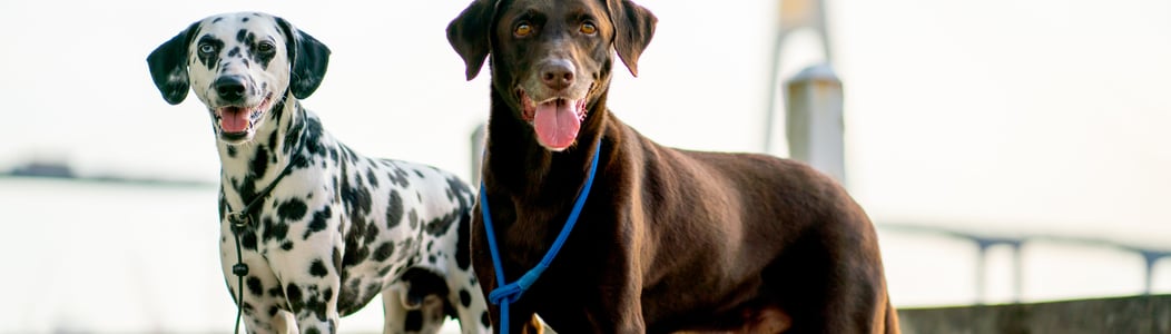 mayday for mutts