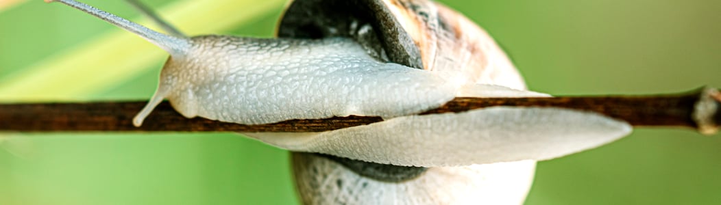 National Snail Day
