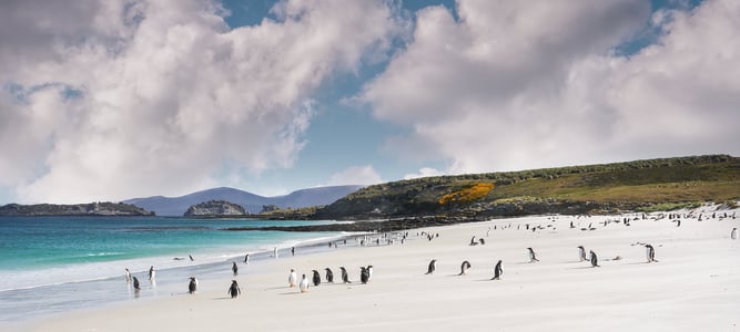 falkland islands liberation day
