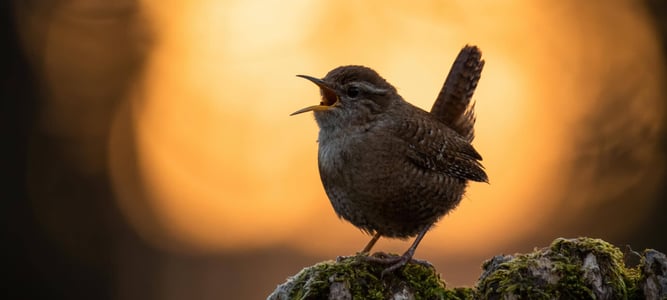 international dawn chorus day
