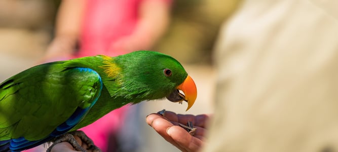 world parrot day