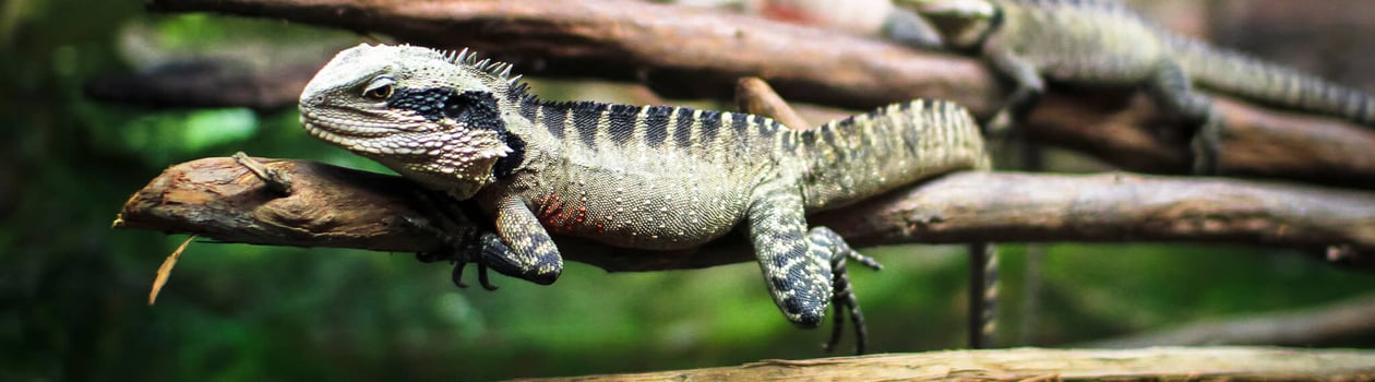An Australian water dragon (Intellagama lesueurii) resting on a branch at the National Aquarium in Napier, New Zealand.