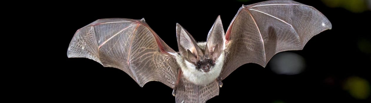 bat appreciation month