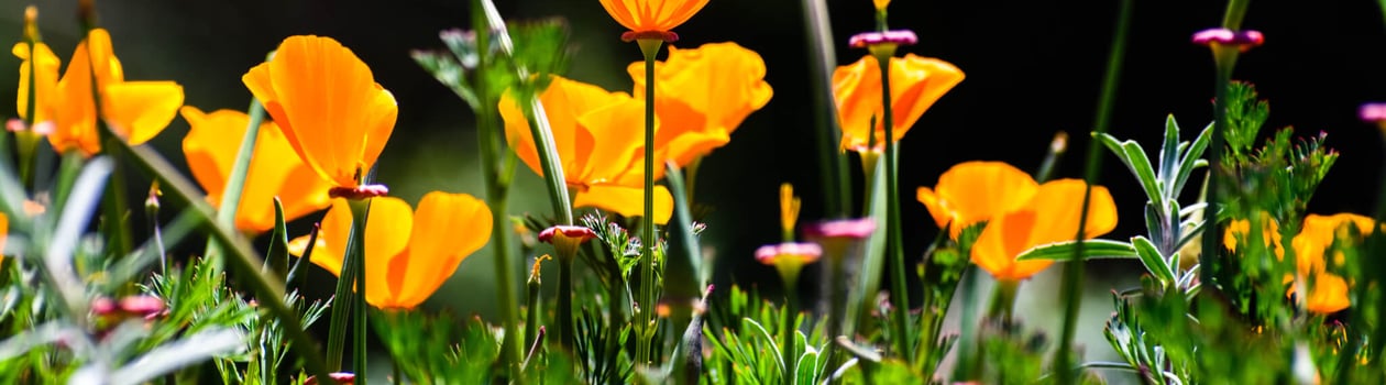 california poppy day