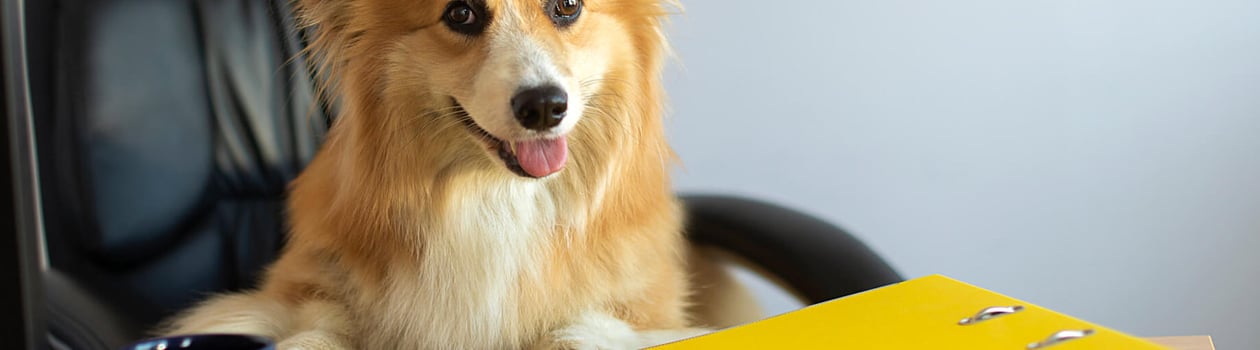 National Work Like A Dog Day