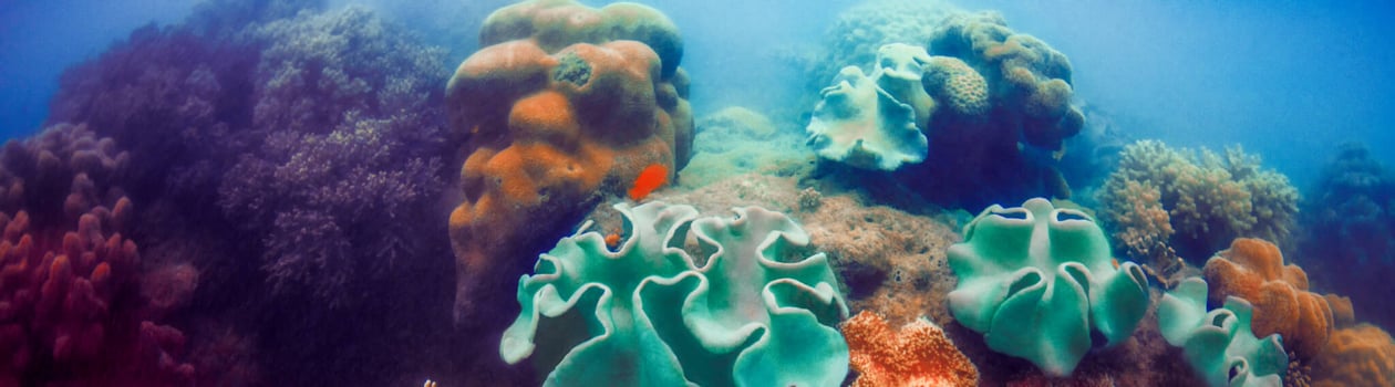Green and red corals in deep blue ocean water