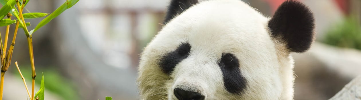 National Panda Day