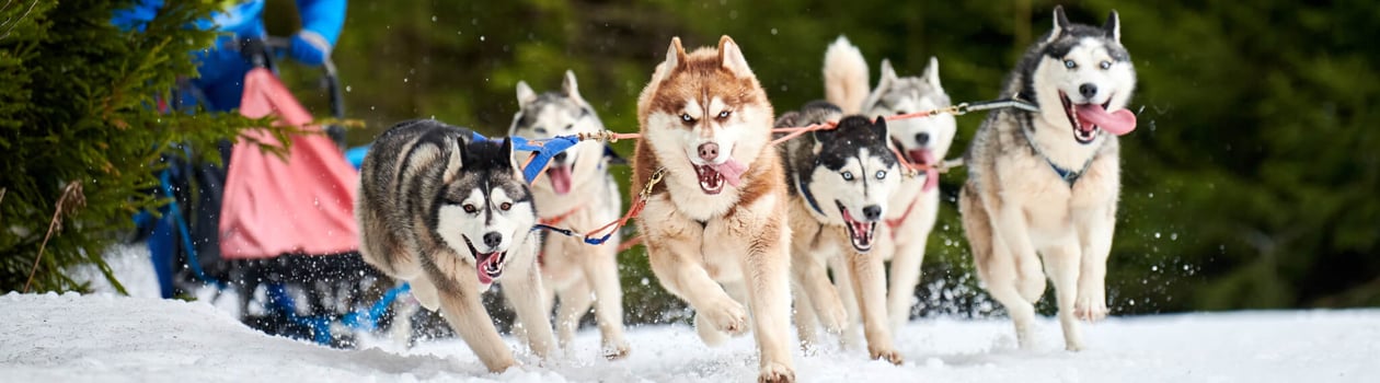 iditarod trail sled dog race