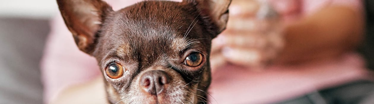 international chihuahua appreciation day