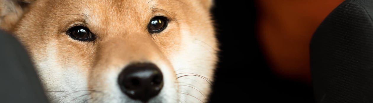 international doge day