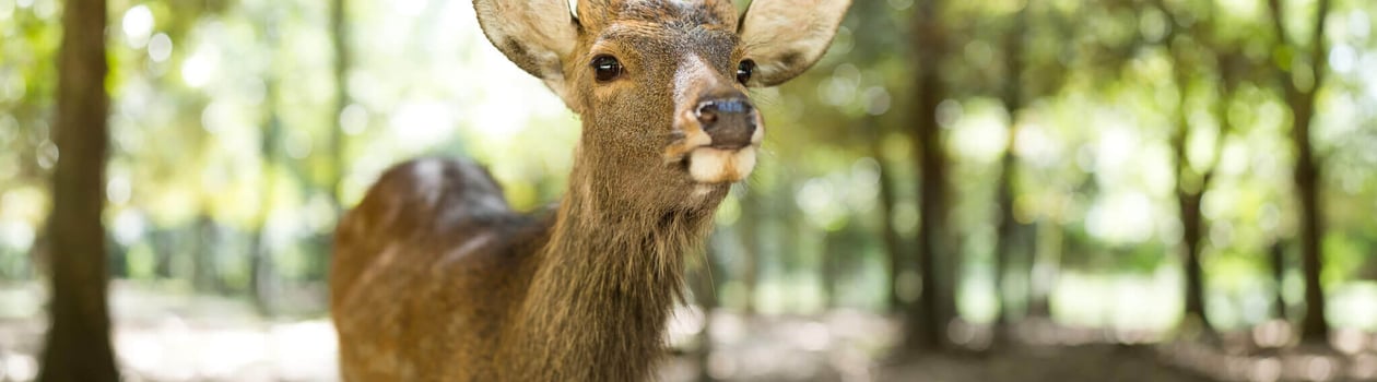 key deer awareness day