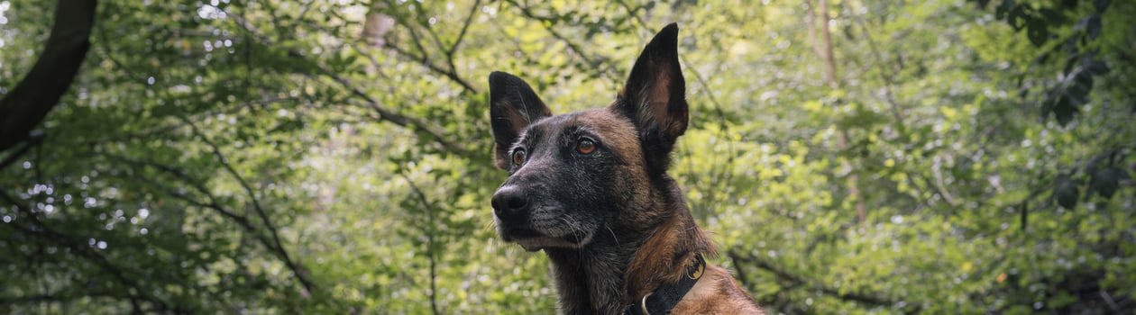 National Conservation Dog Day