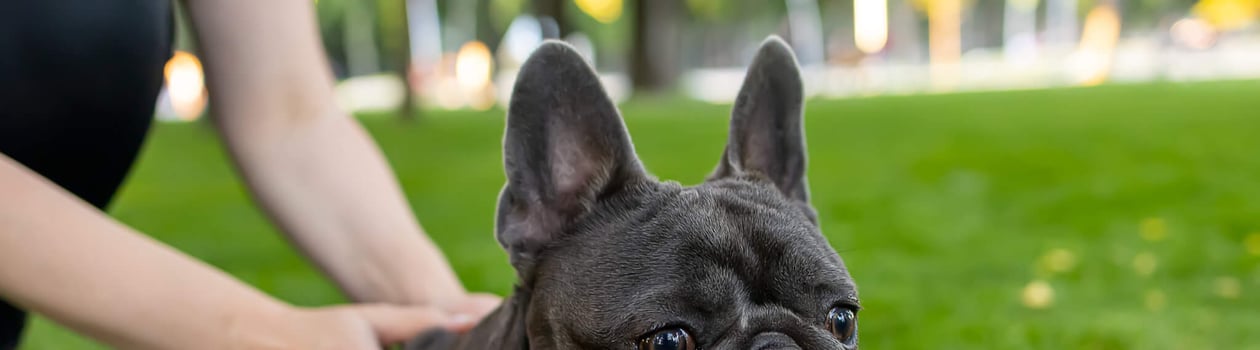 National French Bulldog Day