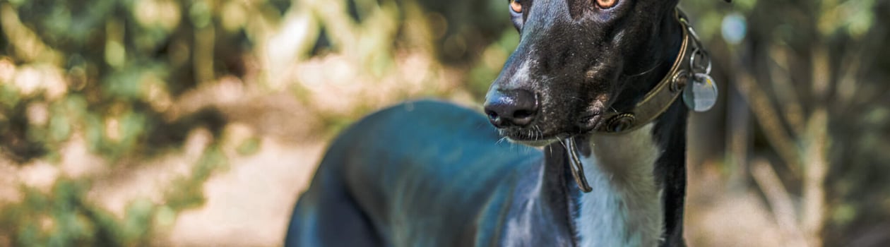 national greyhound day