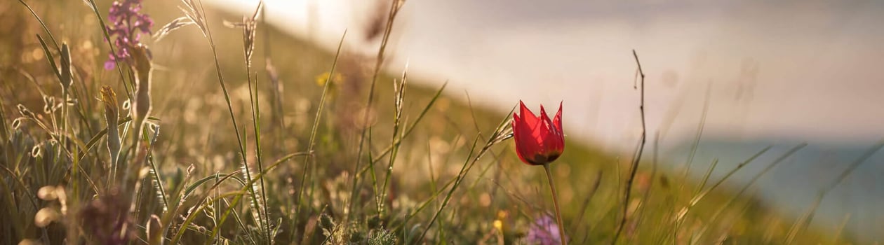 national wildflower week