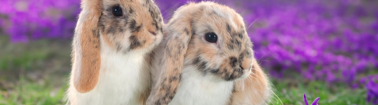 Rabbit Week