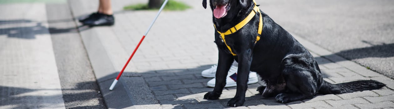 Seeing-Eye Guide Dog Anniversary