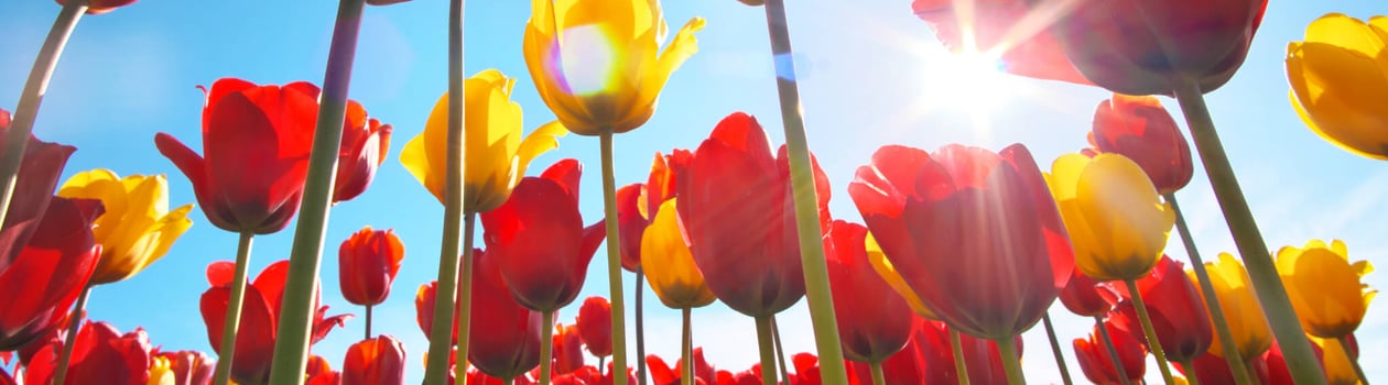 National Tulip Day