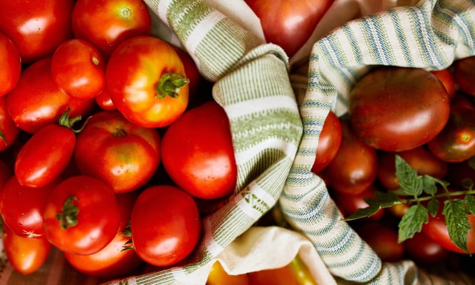 british tomato fortnight