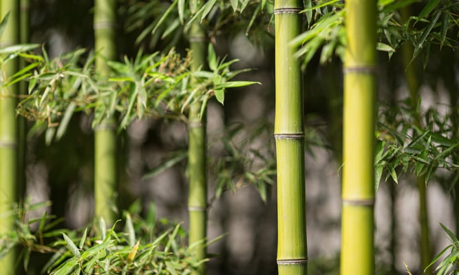 Green bamboo plants in forest