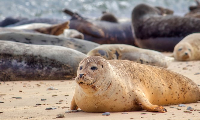 international day of the seal