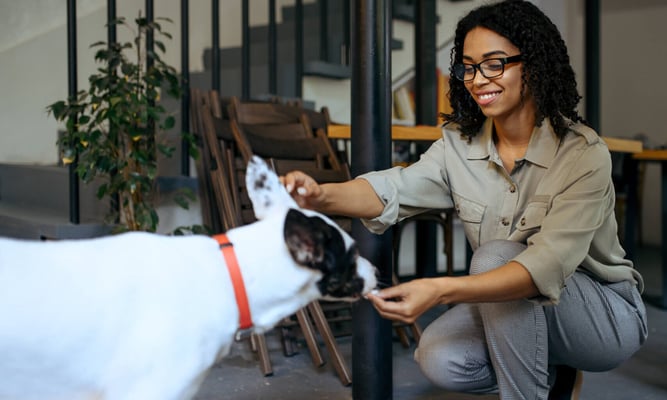 national pet care for all day