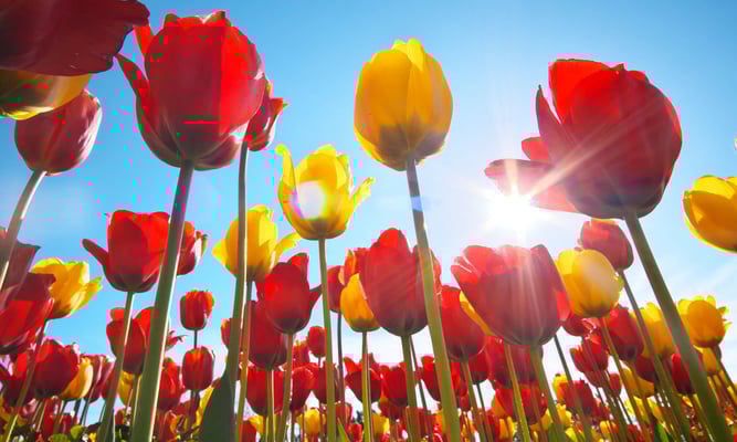 National Tulip Day