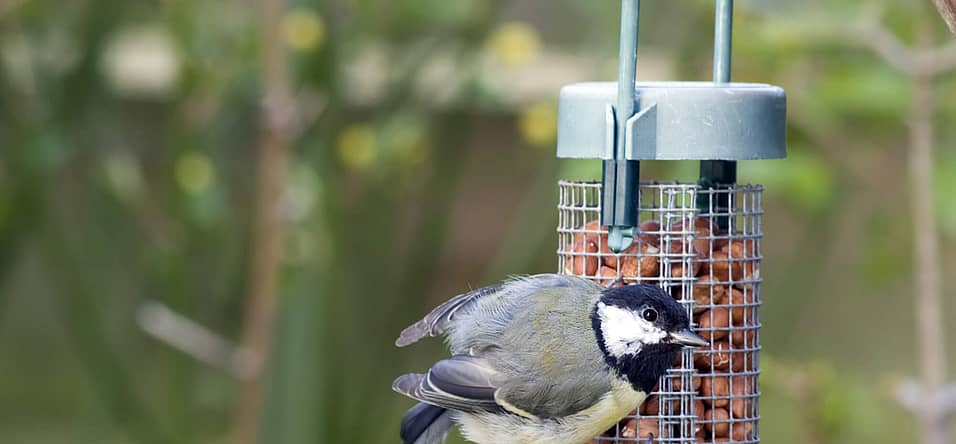 National Bird Feeding Month (February 2023) Days Of The Year