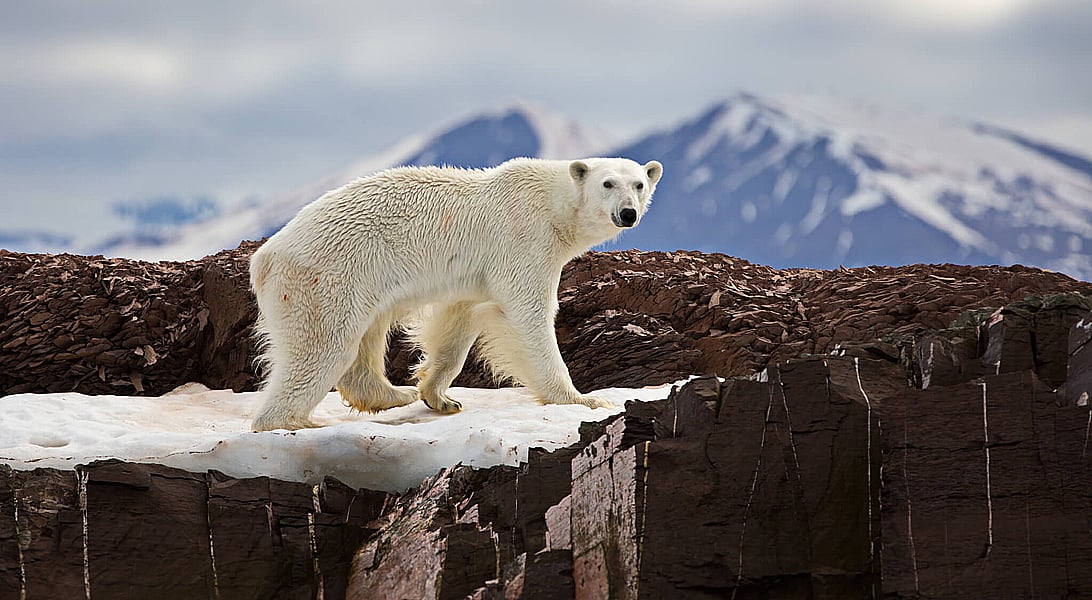 National Reptile Awareness Day October 21st Days Of The Year national-reptile-awareness-day-october-21st-days-of-the-year