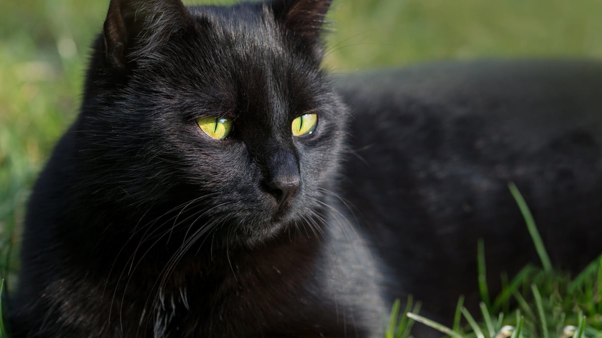 National black cat day october 27th days of the year