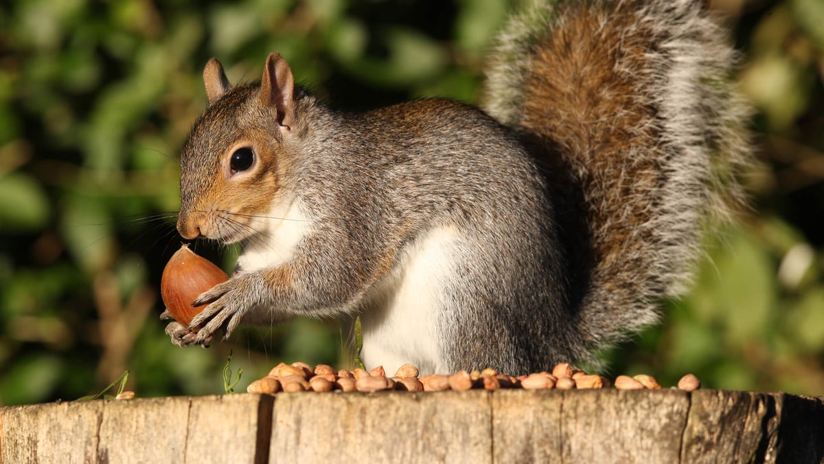 2023 Squirrel Calendar Dmqbo-Jktpdqvm